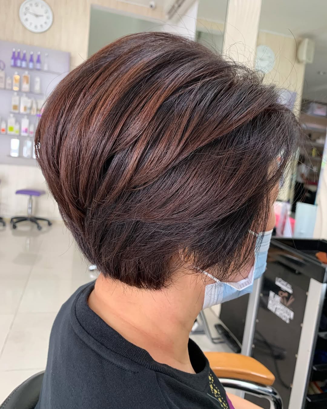 mahogany brown pixie bob
